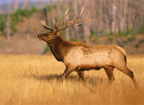 What is ELK